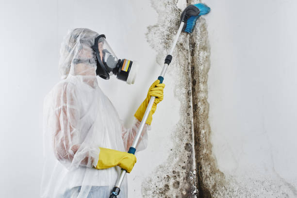 Best Residential Mold Removal  in Highland Park, IL