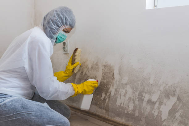 Best Mold Removal Company Near Me  in Highland Park, IL