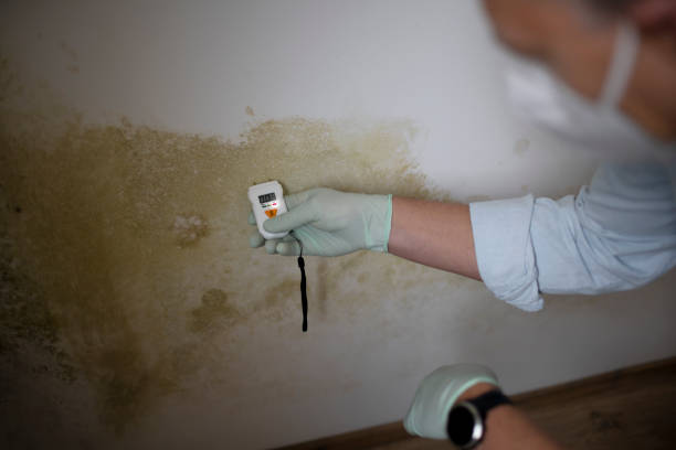 Best Fast Mold Removal  in Highland Park, IL