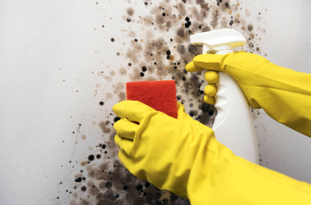 Best Certified Mold Removal  in Highland Park, IL