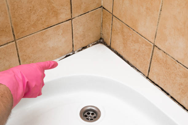 Best Mold Remediation  in Highland Park, IL
